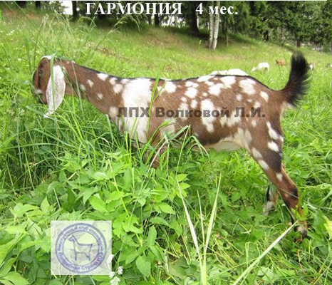 Гармония 1 Людмила Волкова.jpg
