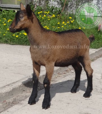 Басыр 3 ЛПХ Смирновских.JPG