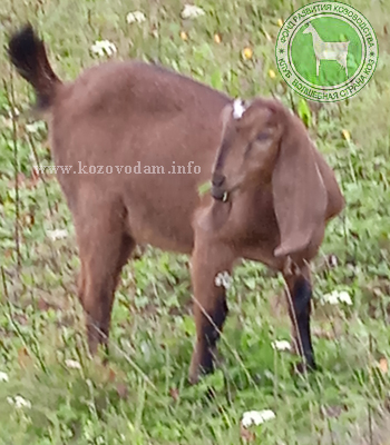 Карамель-3 3 Kristinarai.jpg