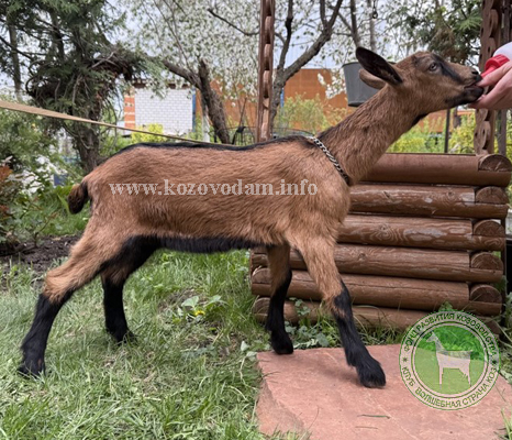 Симона 1 ЛПХ Бойко.jpg