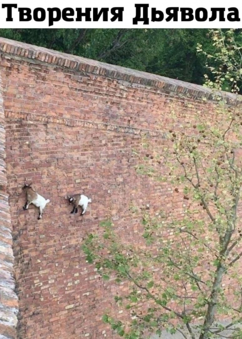 изображение_2025-07-29_014304267.png