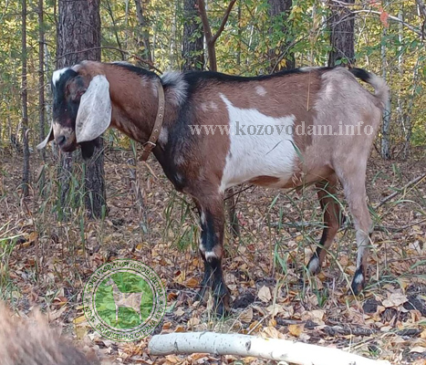 Маззи 3 Nudnaya.jpg