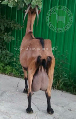 Глаша 3 Kulbashnaya Raisa.jpg