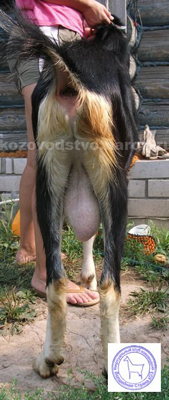 Лачо 3 Anny.jpg