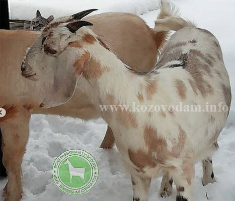 Ромашка 4 Kristinarai.jpg