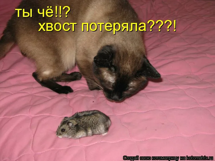 https://i8.imageban.ru/out/2025/10/23/dcd3493b01c51bc9996529249d416780.webp