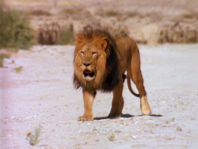 Beastmaster III - The Eye.Of Braxus (1996)_Web-DlRip-AVC_.mkv_snapshot_00.19.50.773.png