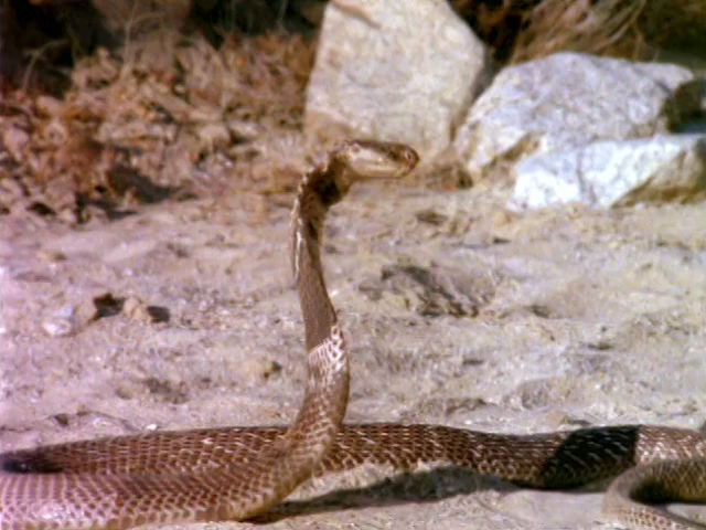 Beastmaster III - The Eye.Of Braxus (1996)_Web-DlRip-AVC_.mkv_snapshot_00.50.52.675.png