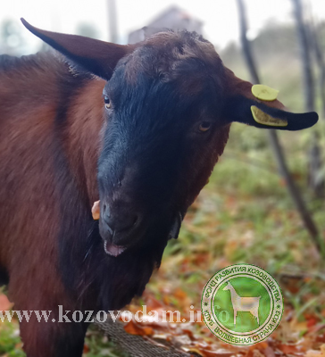 Чарват 2 ЛПХ Смирновсих.jpg