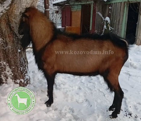 Дублин 4 ЛПХ Смирновских.jpg