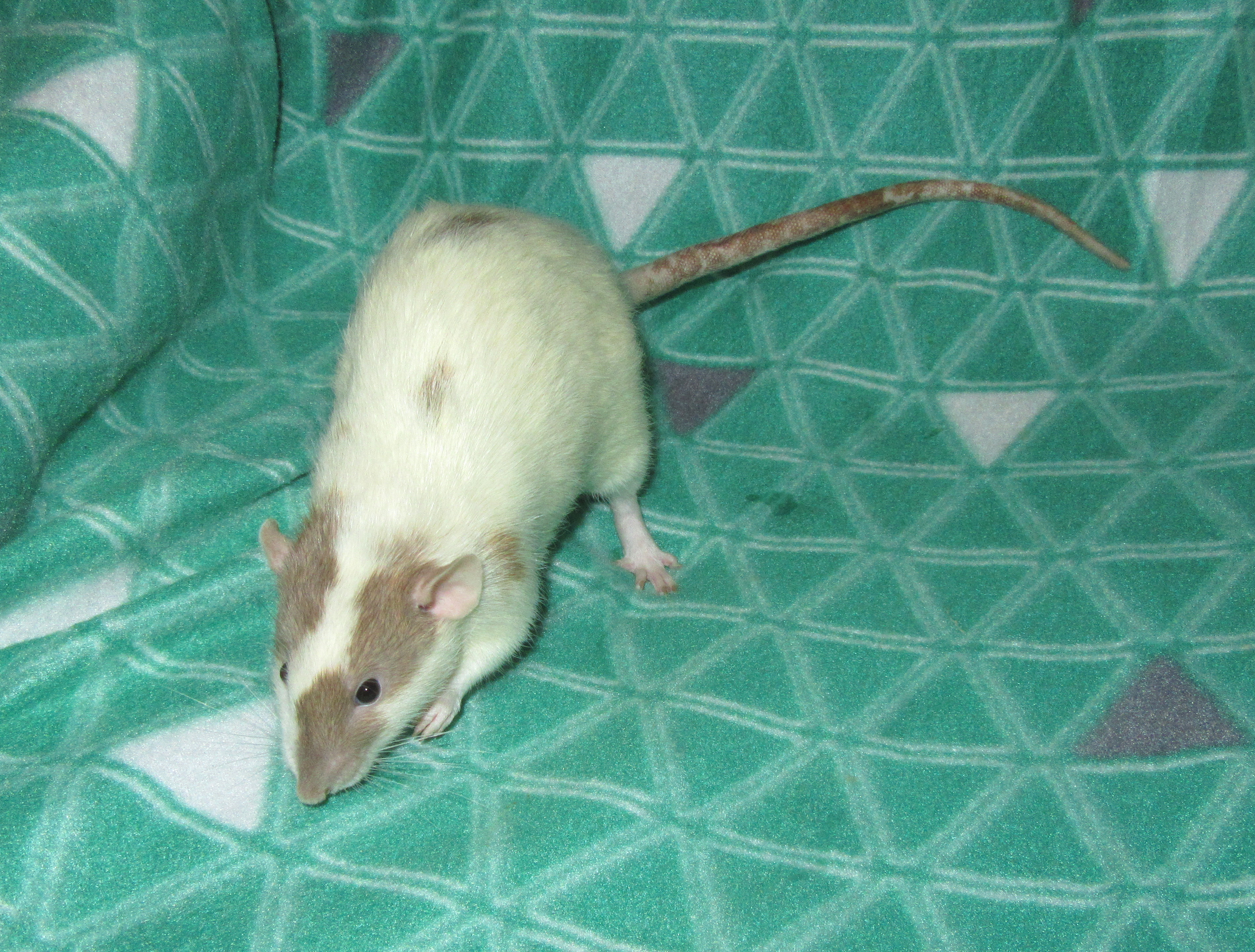 K4 Киану 04.jpg