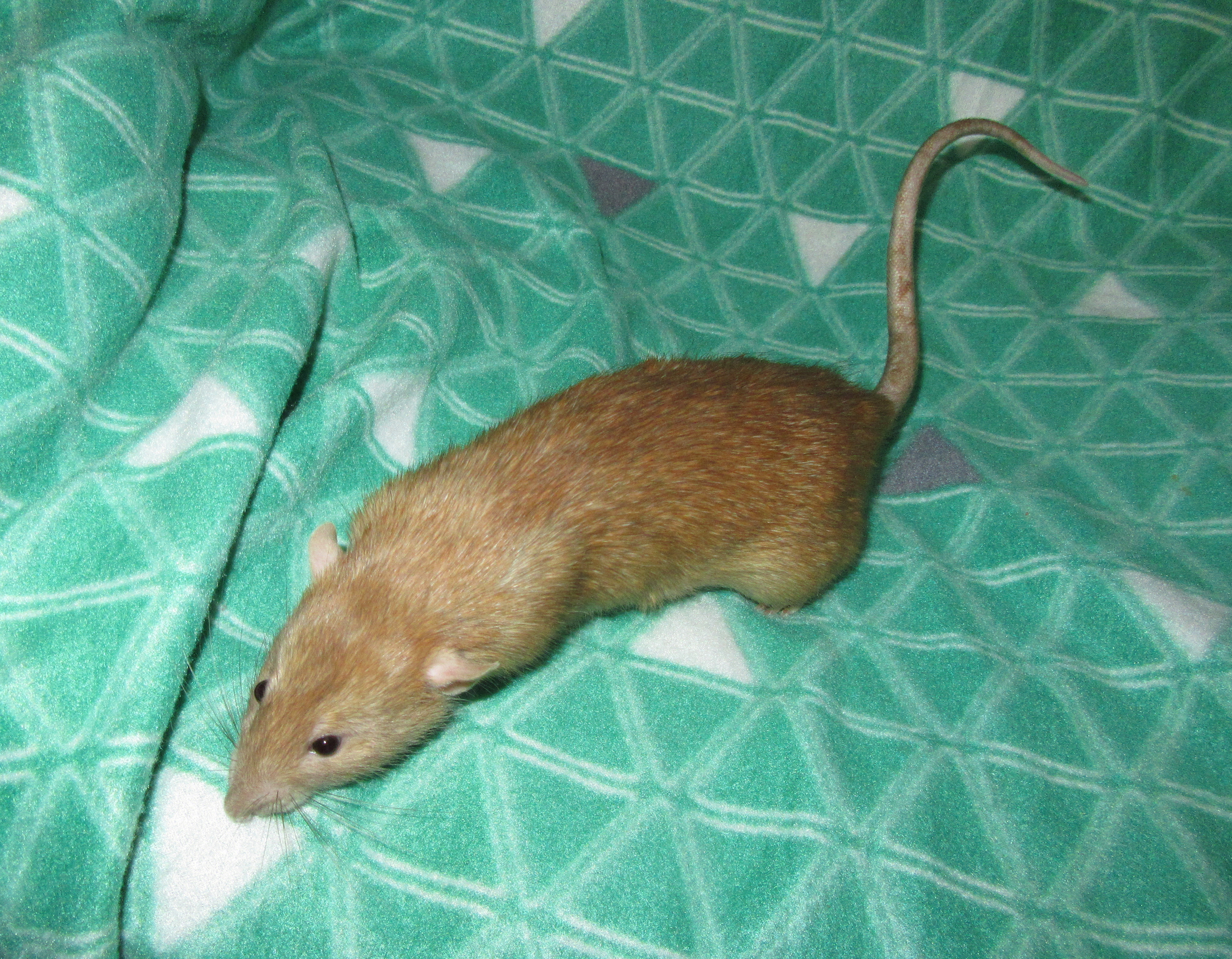 J4 Юрчик 04.jpg