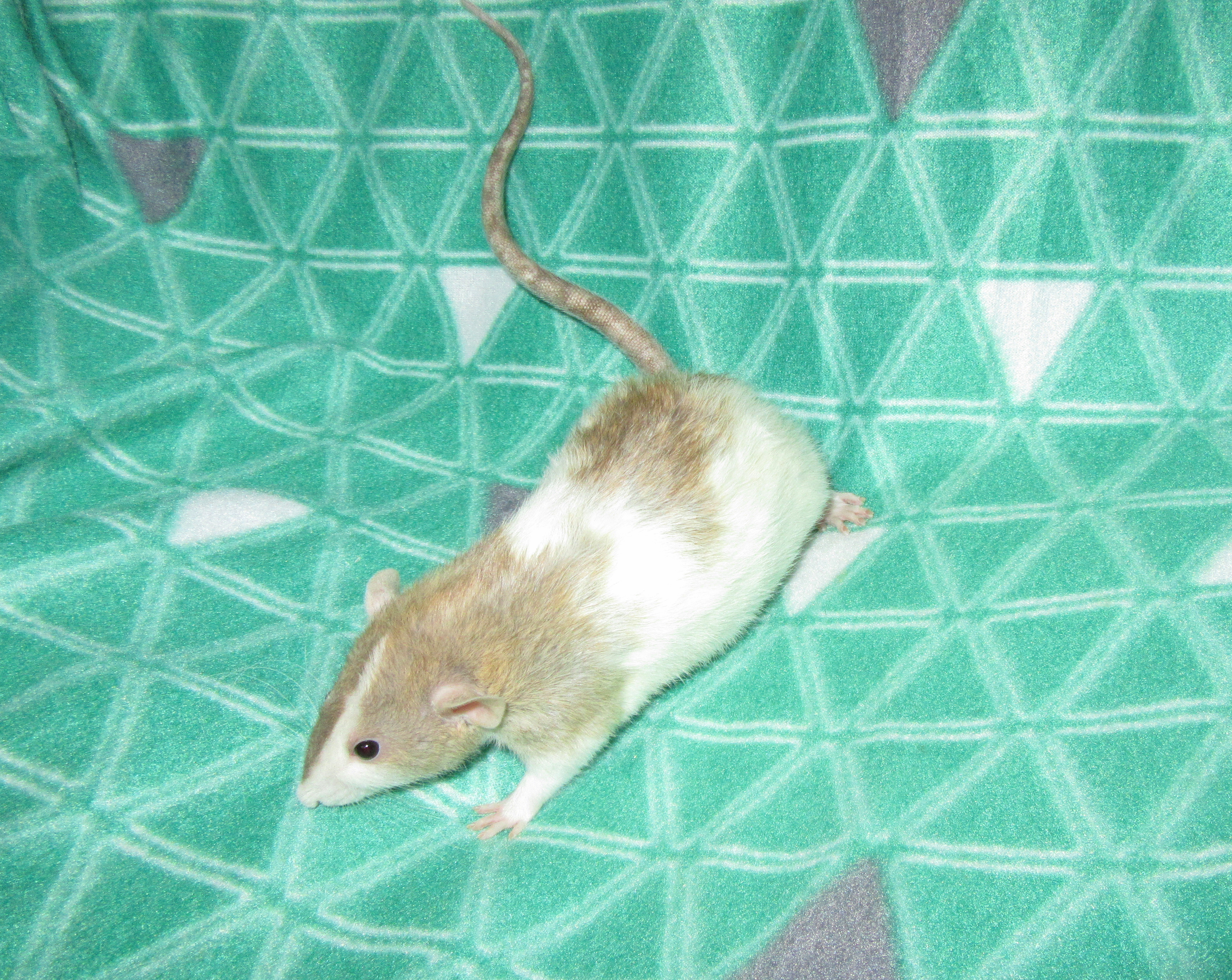 К4 Керри 04.jpg