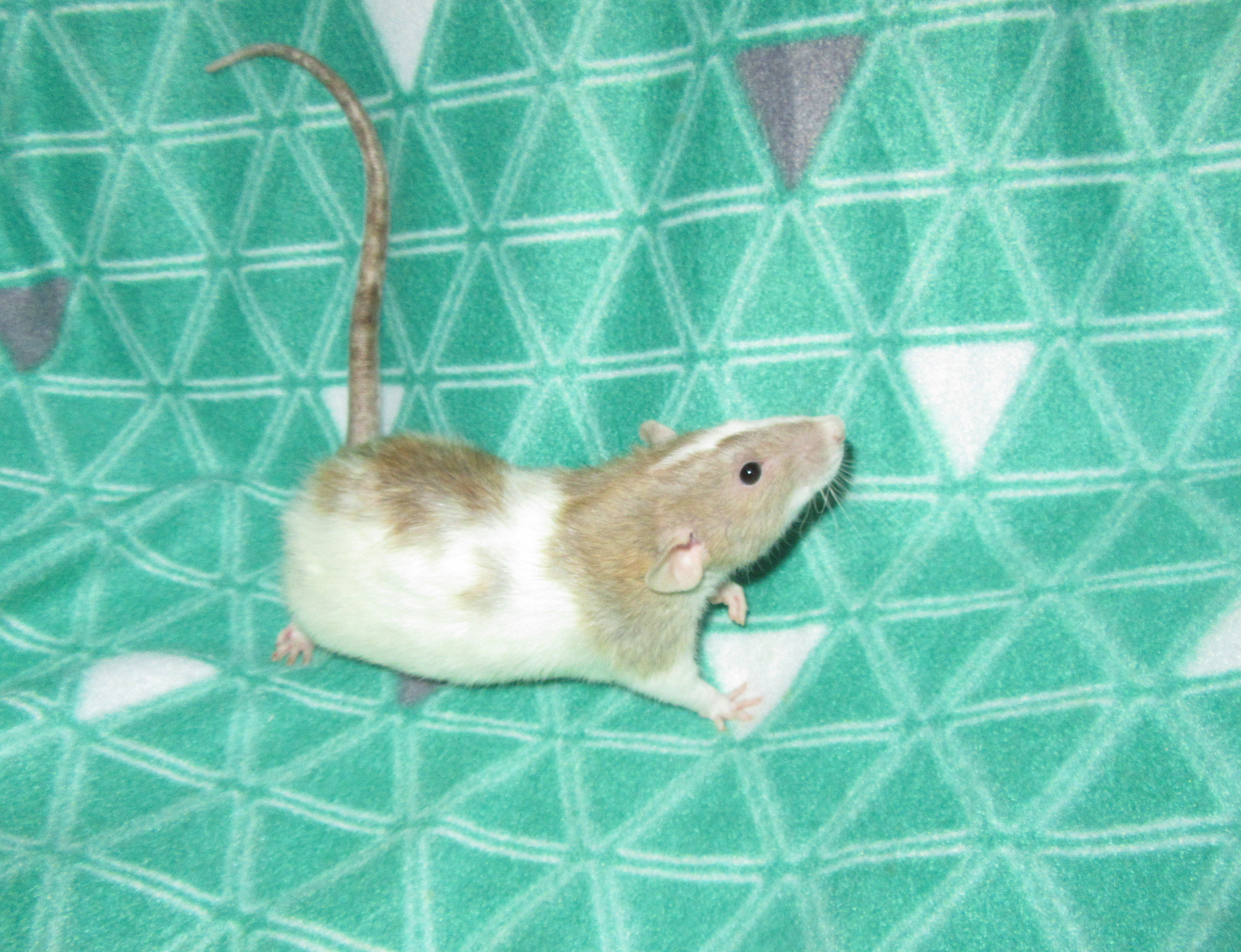 К4 Керри 03.jpg