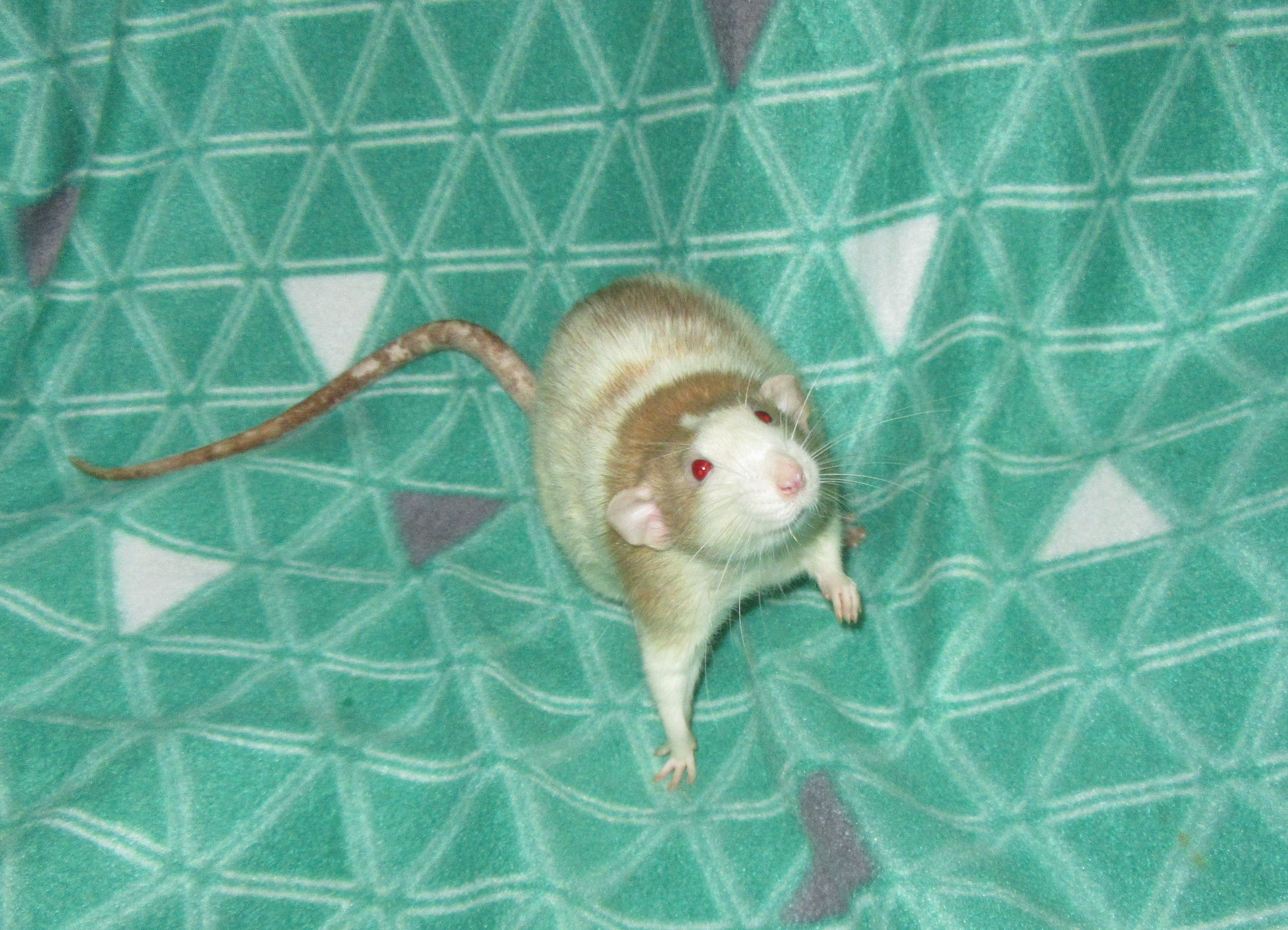 K4 Кензо 03.jpg