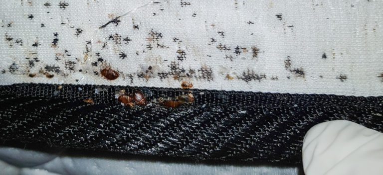 Следы клопов на матрасе