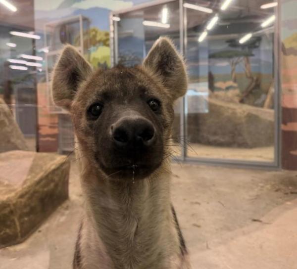 Пермский зоопарк представил имена для пятнистых гиен