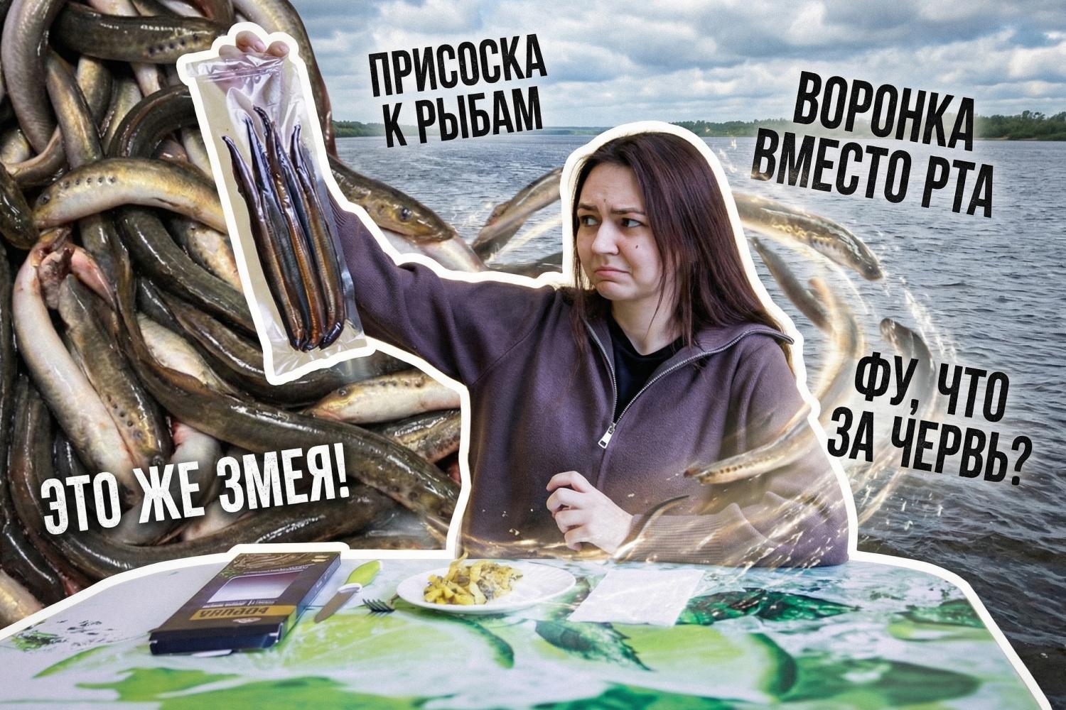 Минога в российских реках: запретный деликатес между страхом и гастрономией