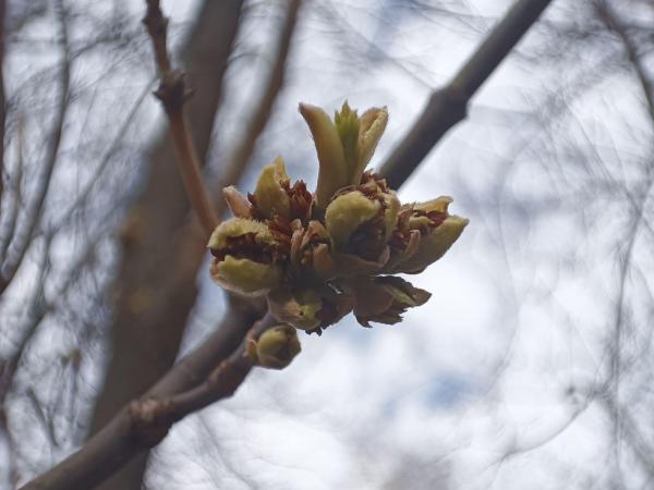 Четвёртый температурный рекорд подряд зафиксировали в Перми 16 марта