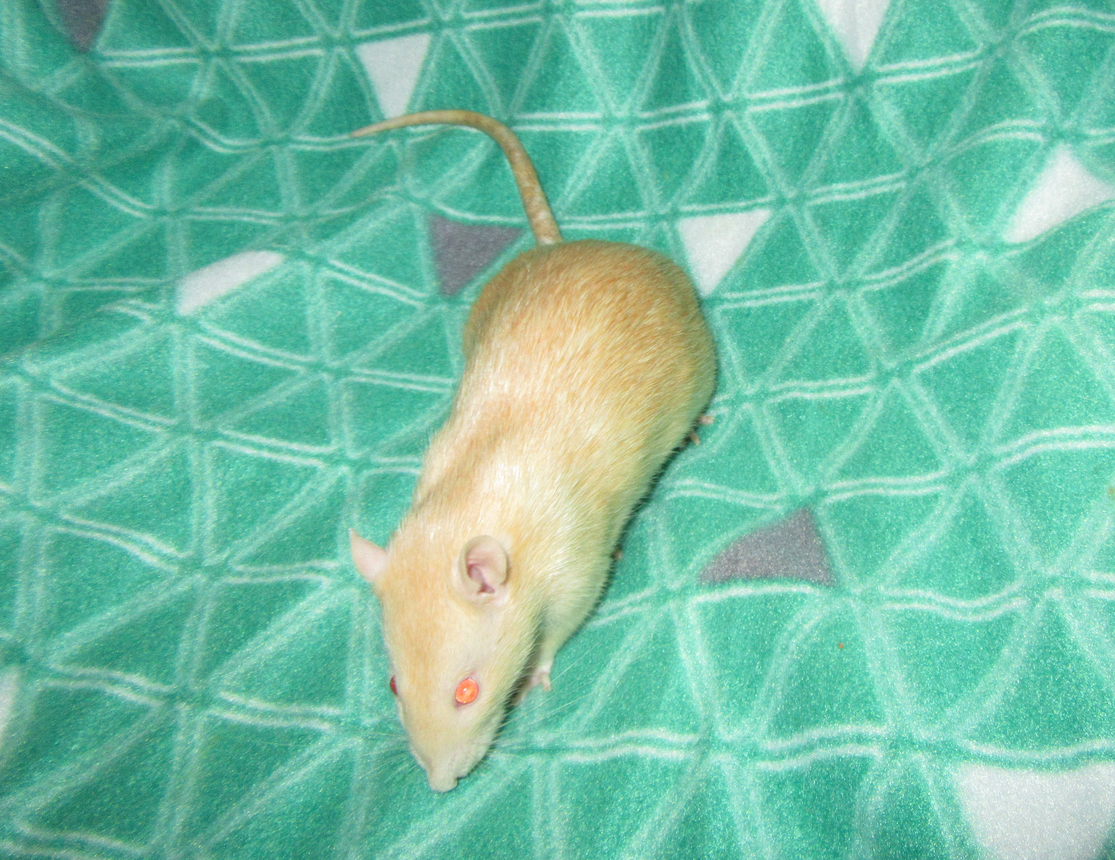 ШеффЛера 02.jpg