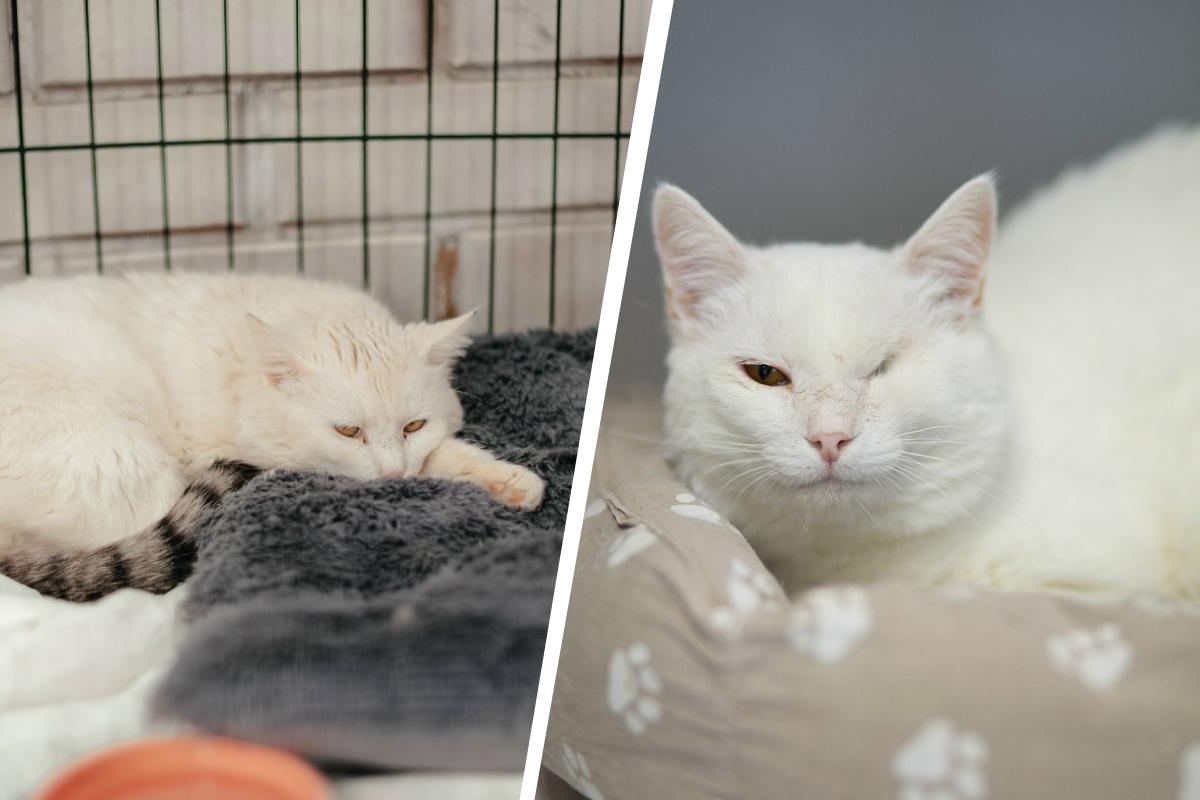 Одноглазый кот Ирбис два года ждет хозяев в пермском приюте