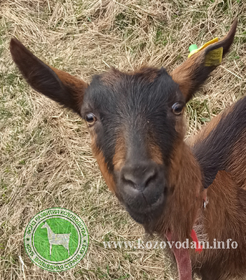 Йота 2 Kva goats.jpg