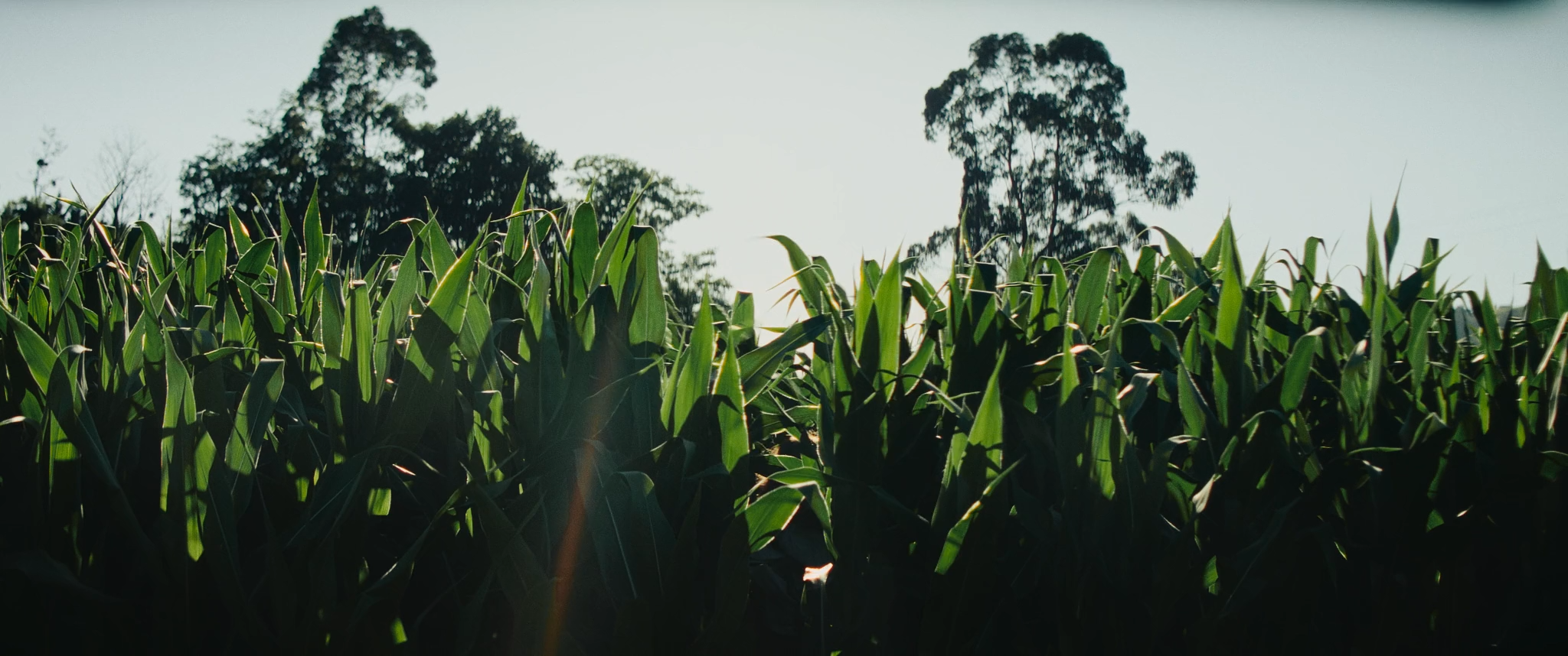 El Grito 2023 WEB-DL 1080p.mkv_snapshot_00.33.png