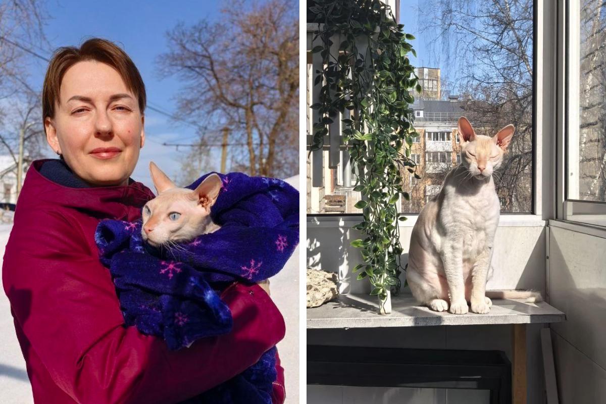 Сфинкс Мистер Босли нашел новый дом в Перми после долгих испытаний