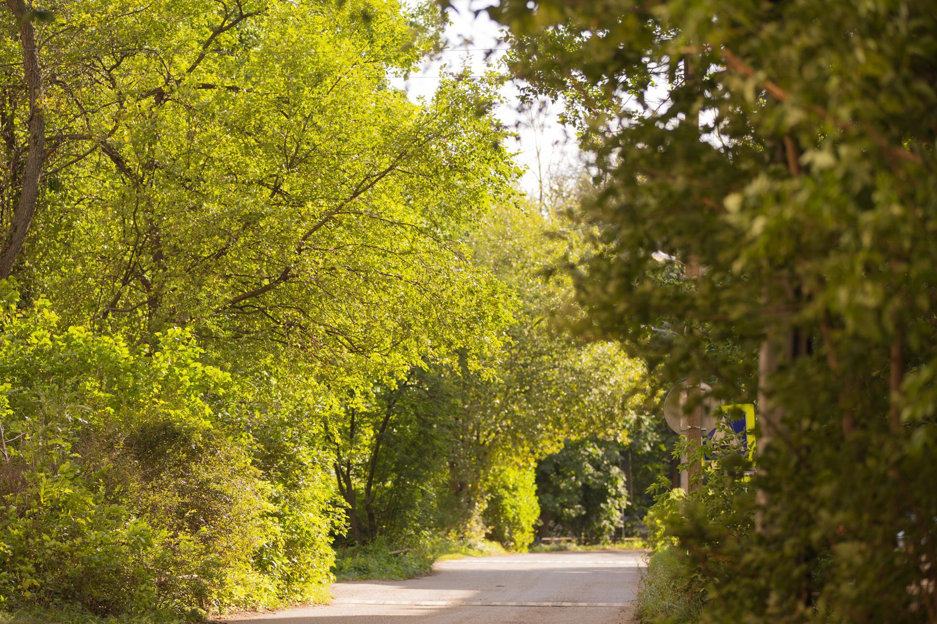 Аллергия на берёзу: как защититься от весенней опасности