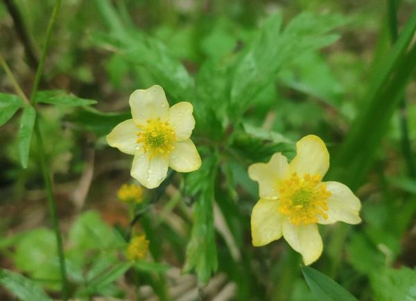 Потепление в Пермском крае: температура превысит +20 градусов