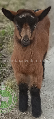 Ассоль 2 Kva goats.jpg