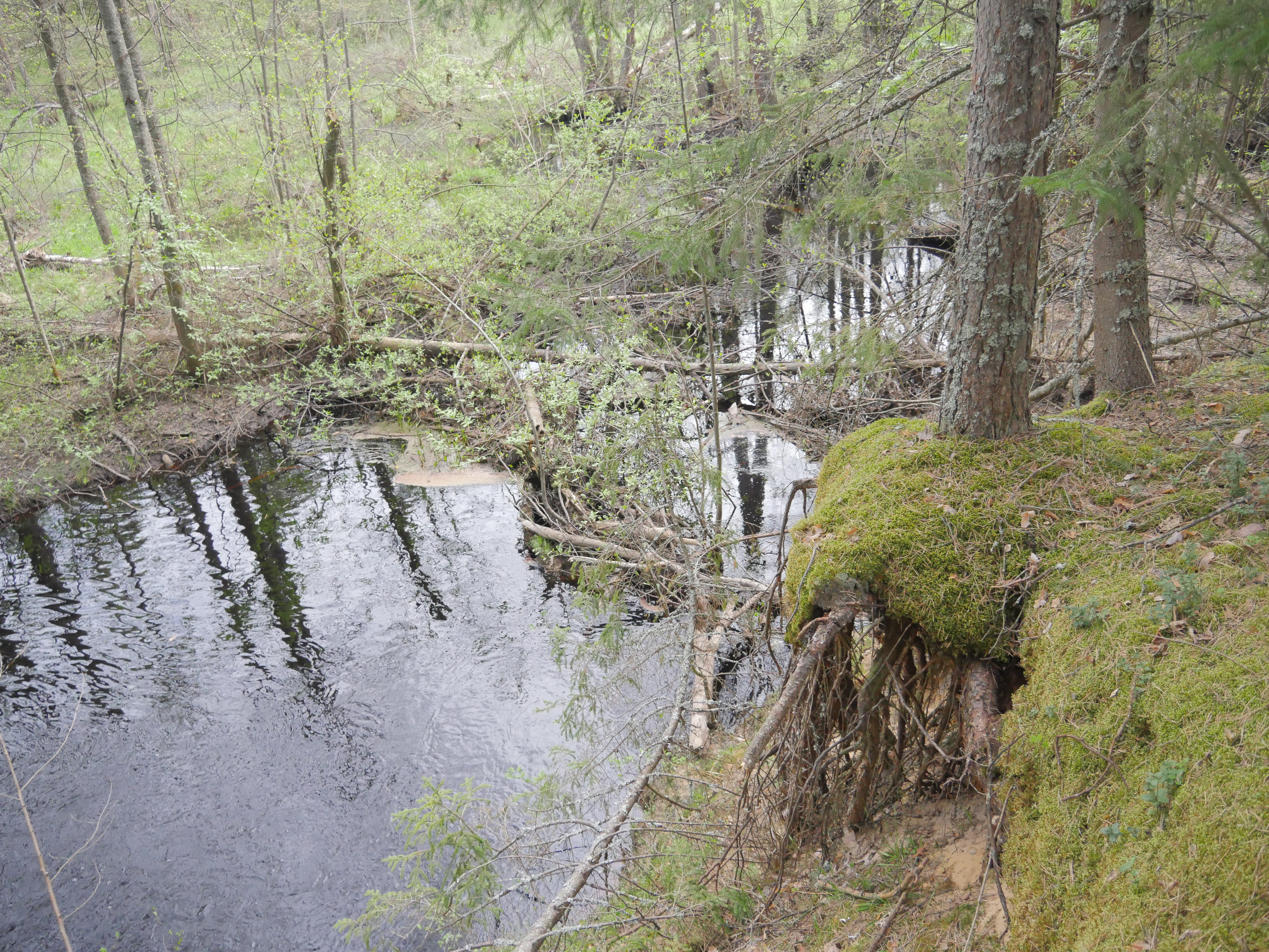 P1570011.JPG