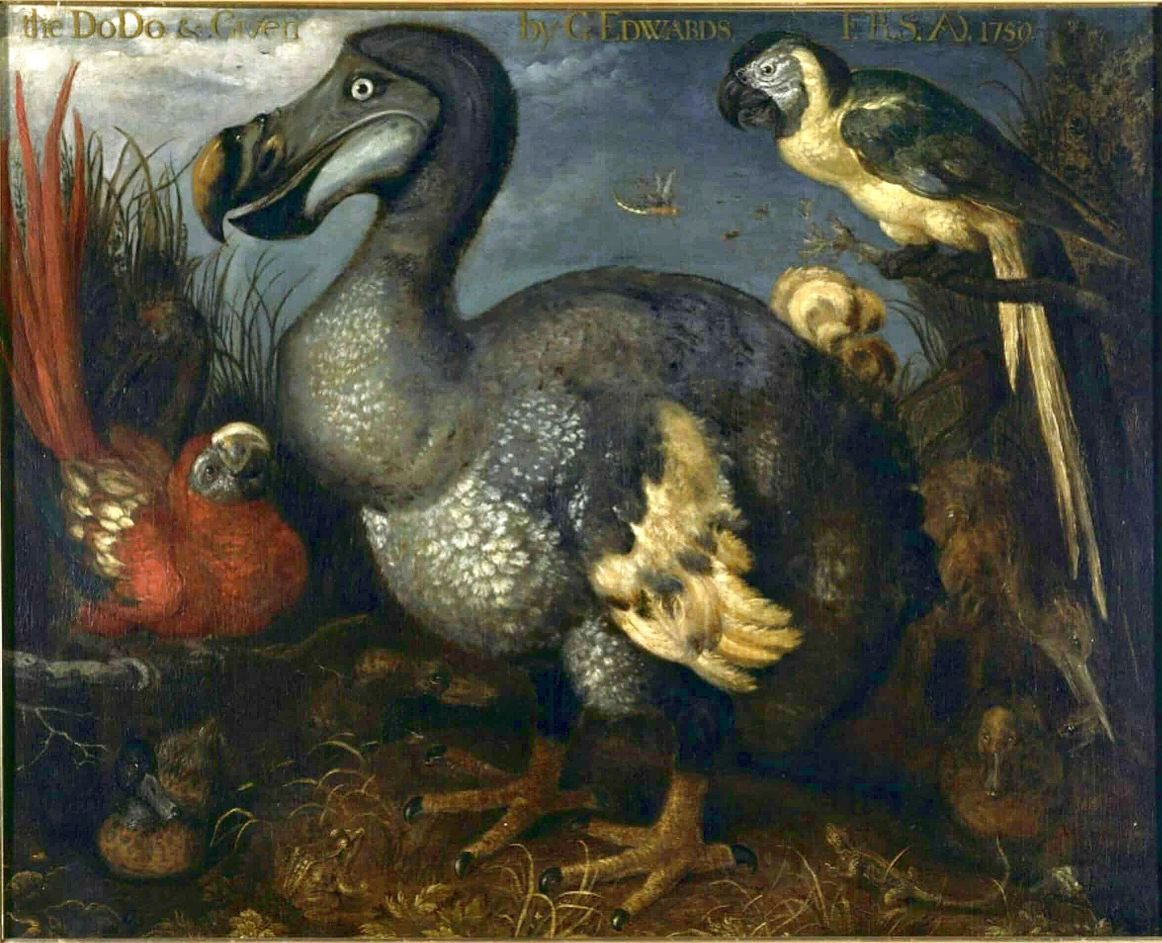 Savery-Een-dodo-met-enkele-andere-vogels-c.-1630-©-Natural-History-Museum-Londen.jpg
