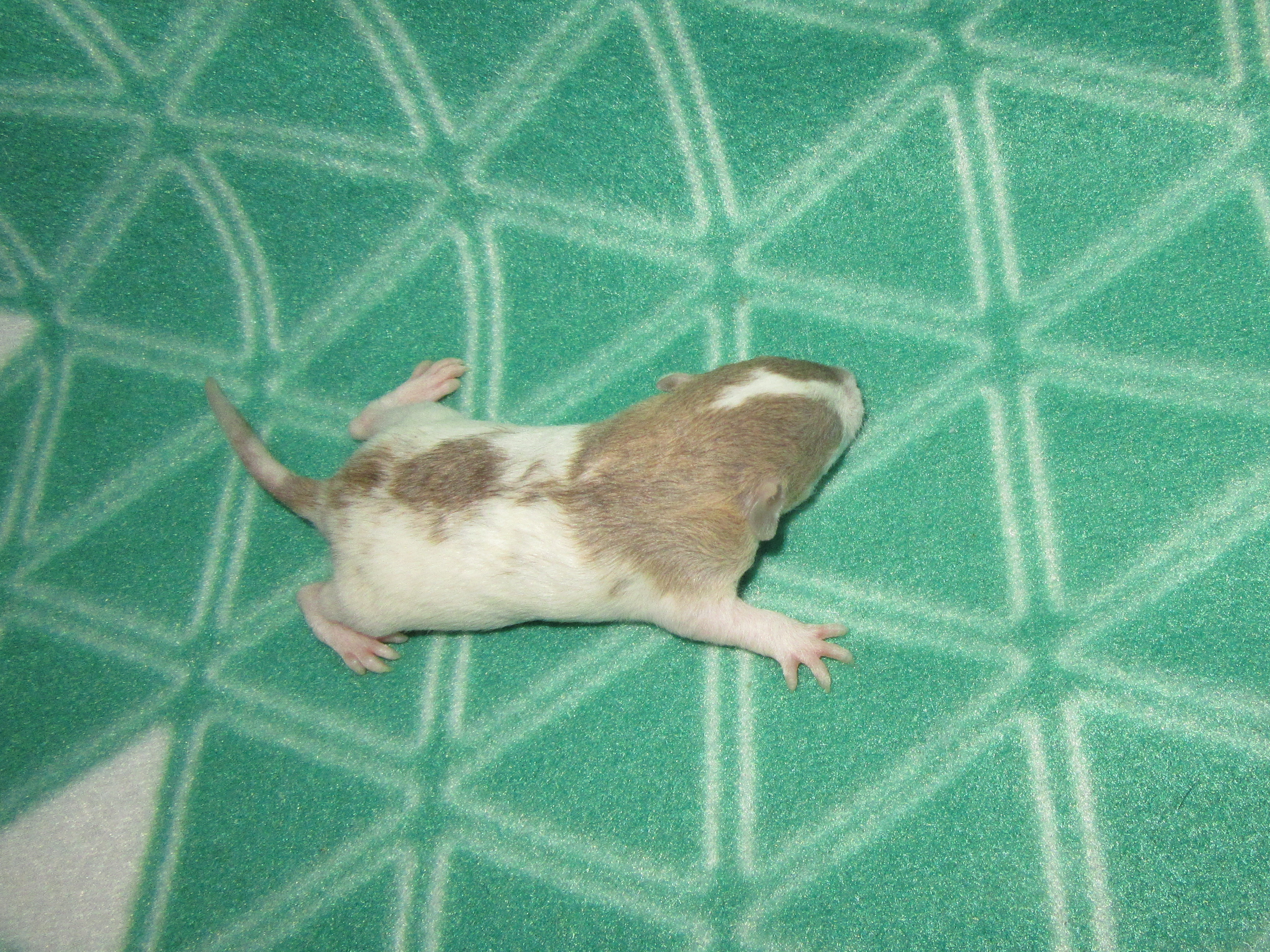 O4 M4 23.jpg