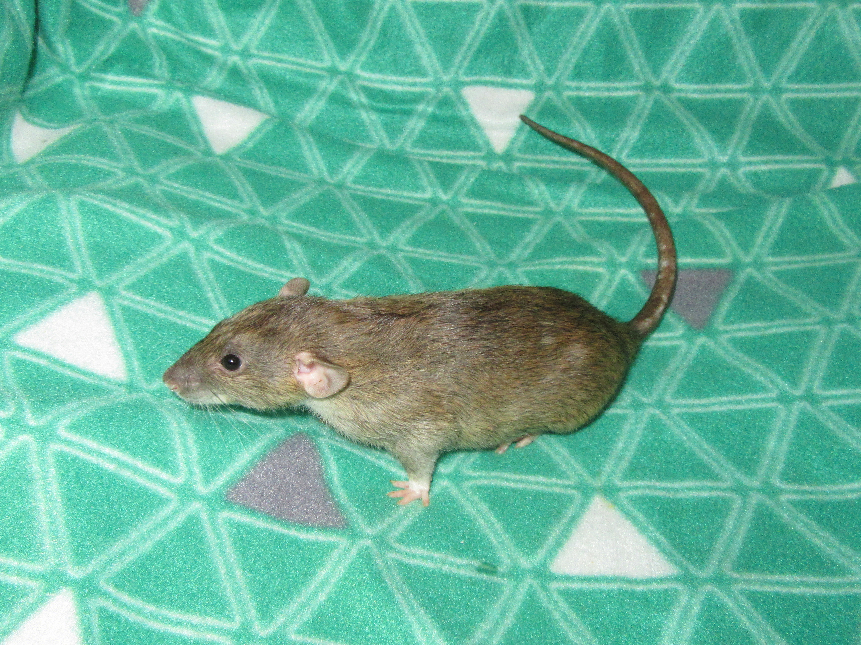 Нигелла 01.jpg