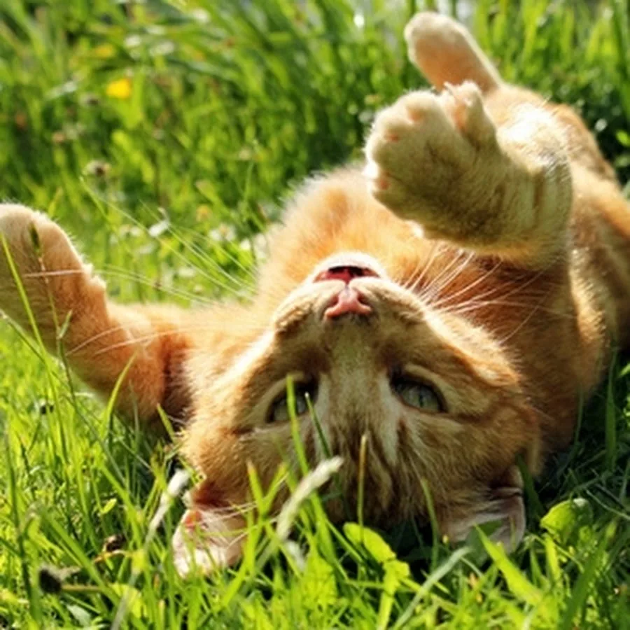 https://i8.imageban.ru/out/2026/05/24/9315366859a56d123bae68ac392de772.webp