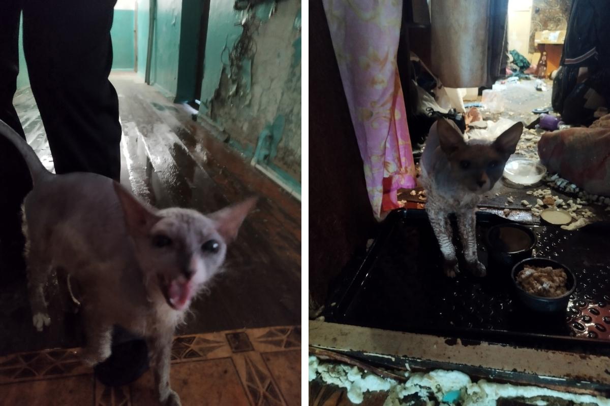 Спасение сфинкса в Соликамске: кота заперли в комнате без еды и воды