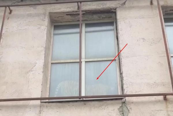 В Перми в мебельном магазине заметили тигра на подоконнике