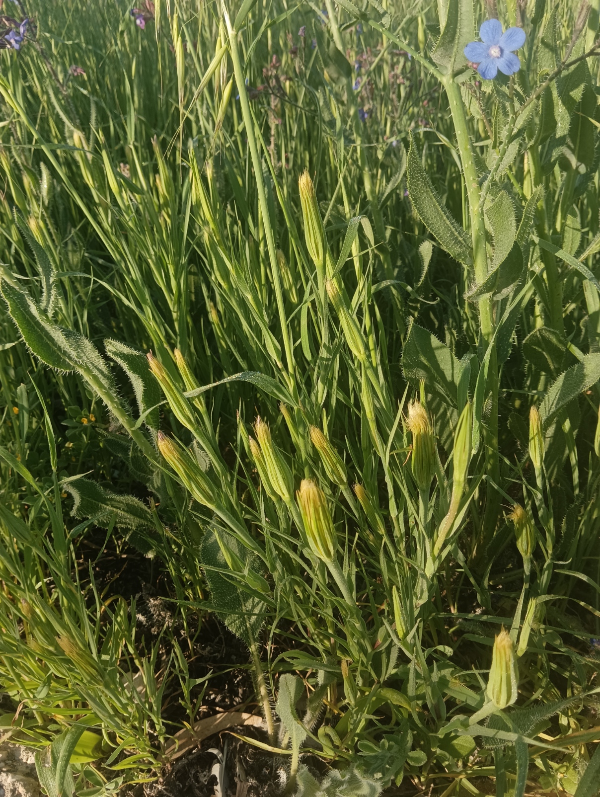 Geropogon hybridus_20240305_065112.jpg