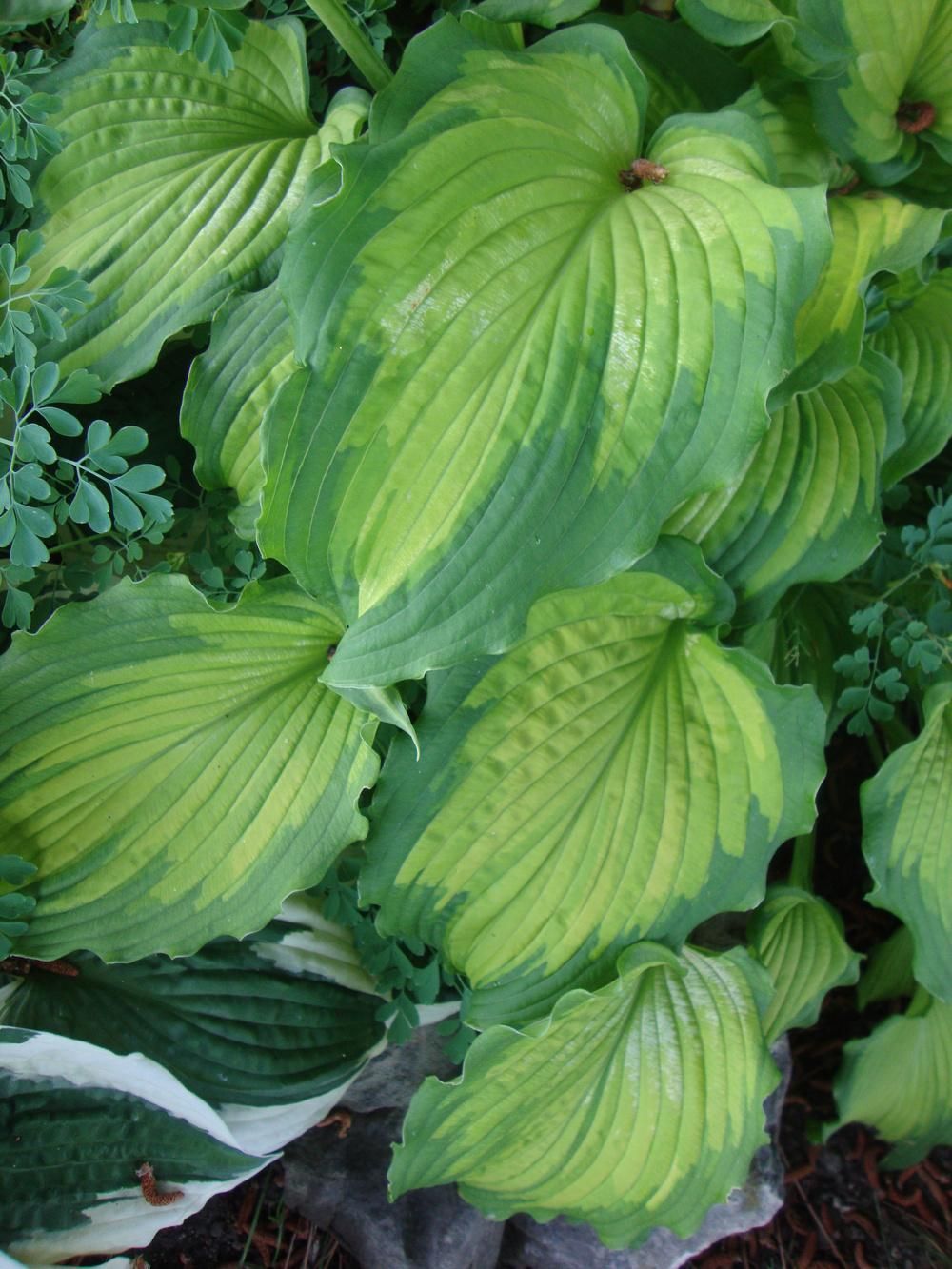 Хоста Emerald Ruff Cut р9/ОКС