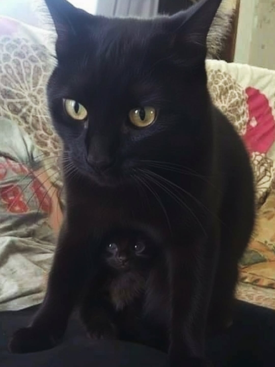 Qs2izn_znYDRUJG_60H86DoNaxpgtg7SE2cVUva_aMF0FXYyLoJ0VxLMoB_0zFWH4OFlgo2qNT98VXowrbRKu27M.jpg