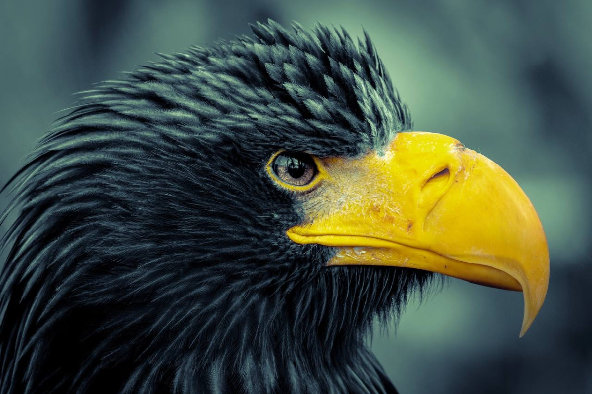 65f05344dd14bc40028bf5c5e2c7b2890.jpg