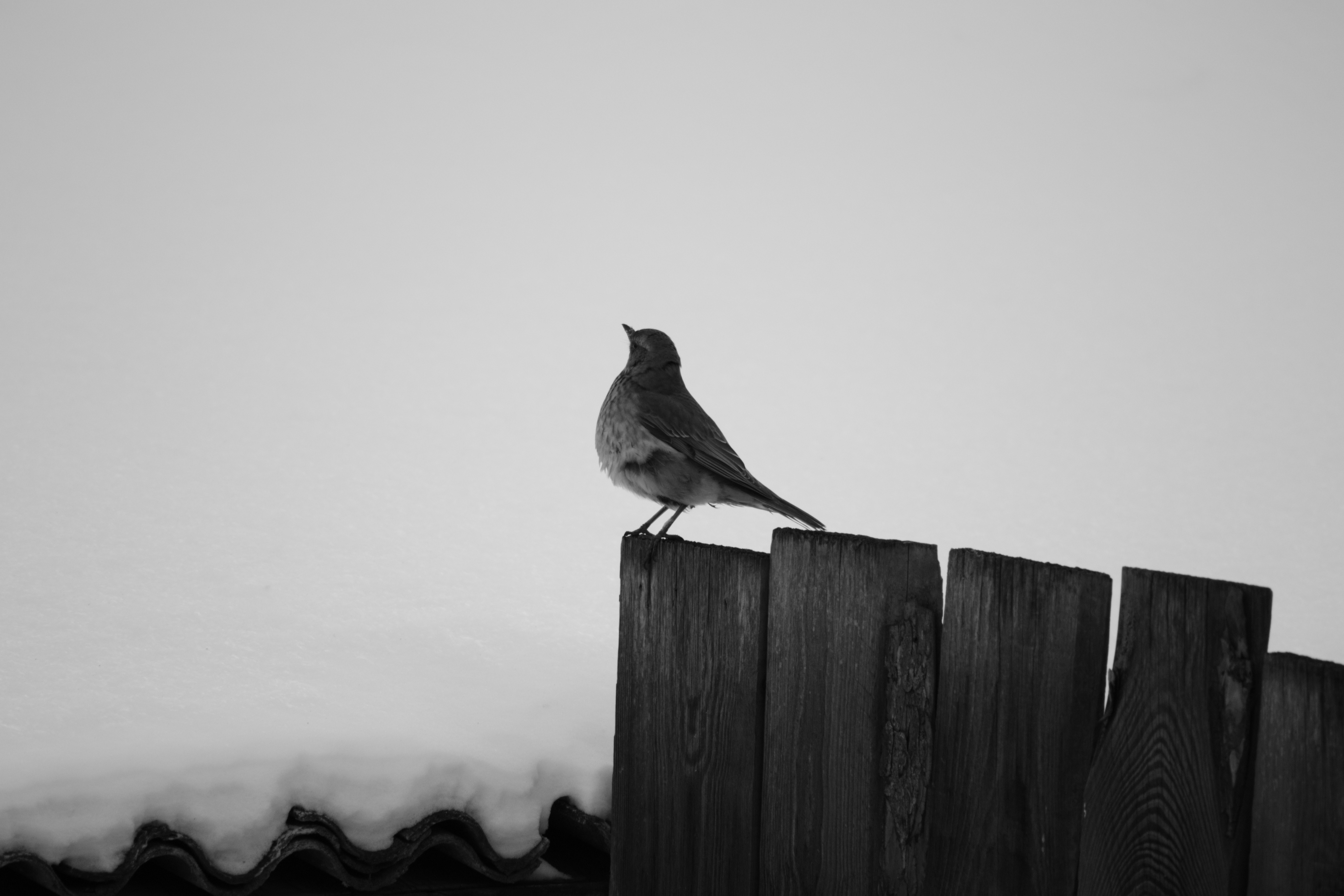 DSC_3402_01.JPG