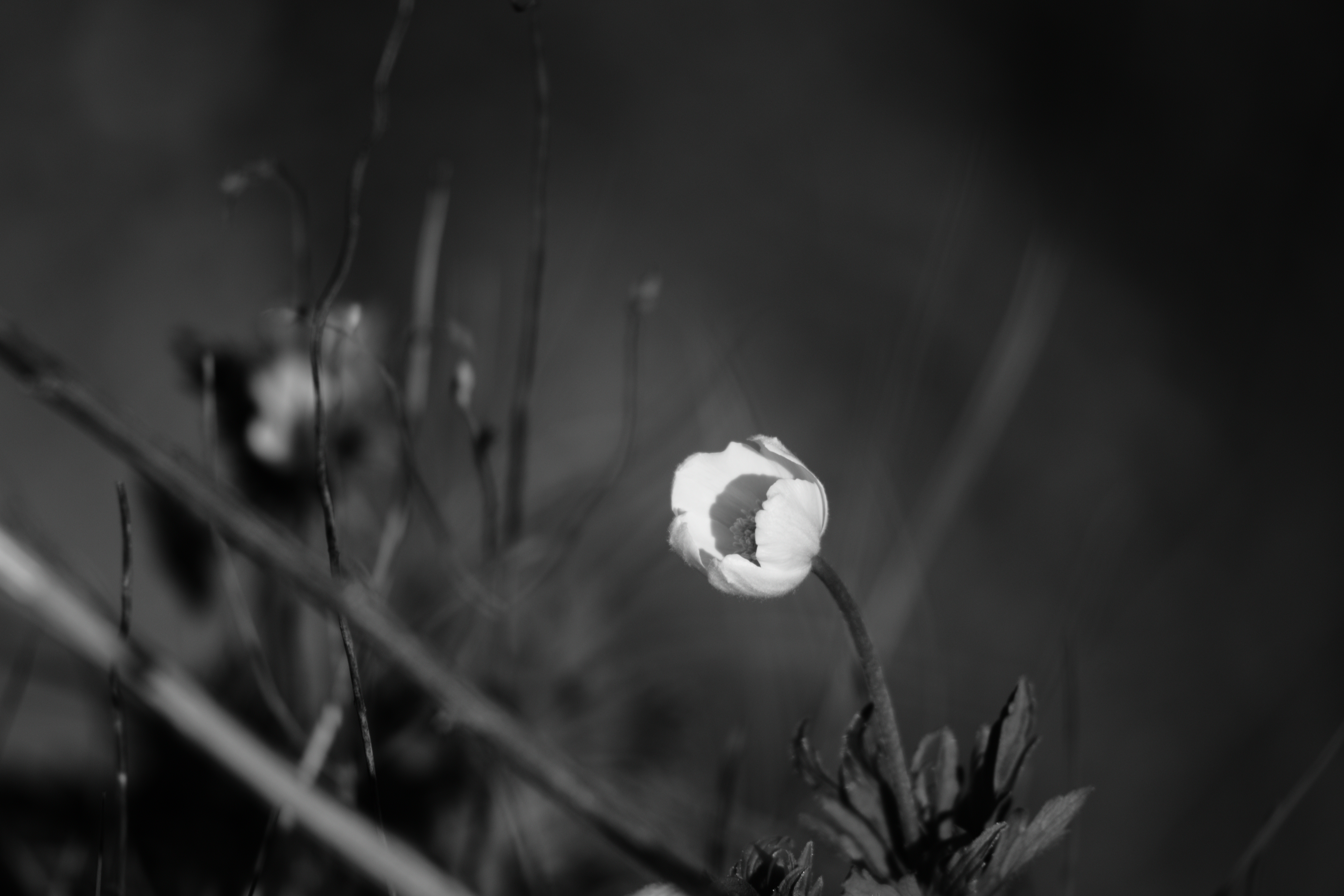 DSC_0652.JPG
