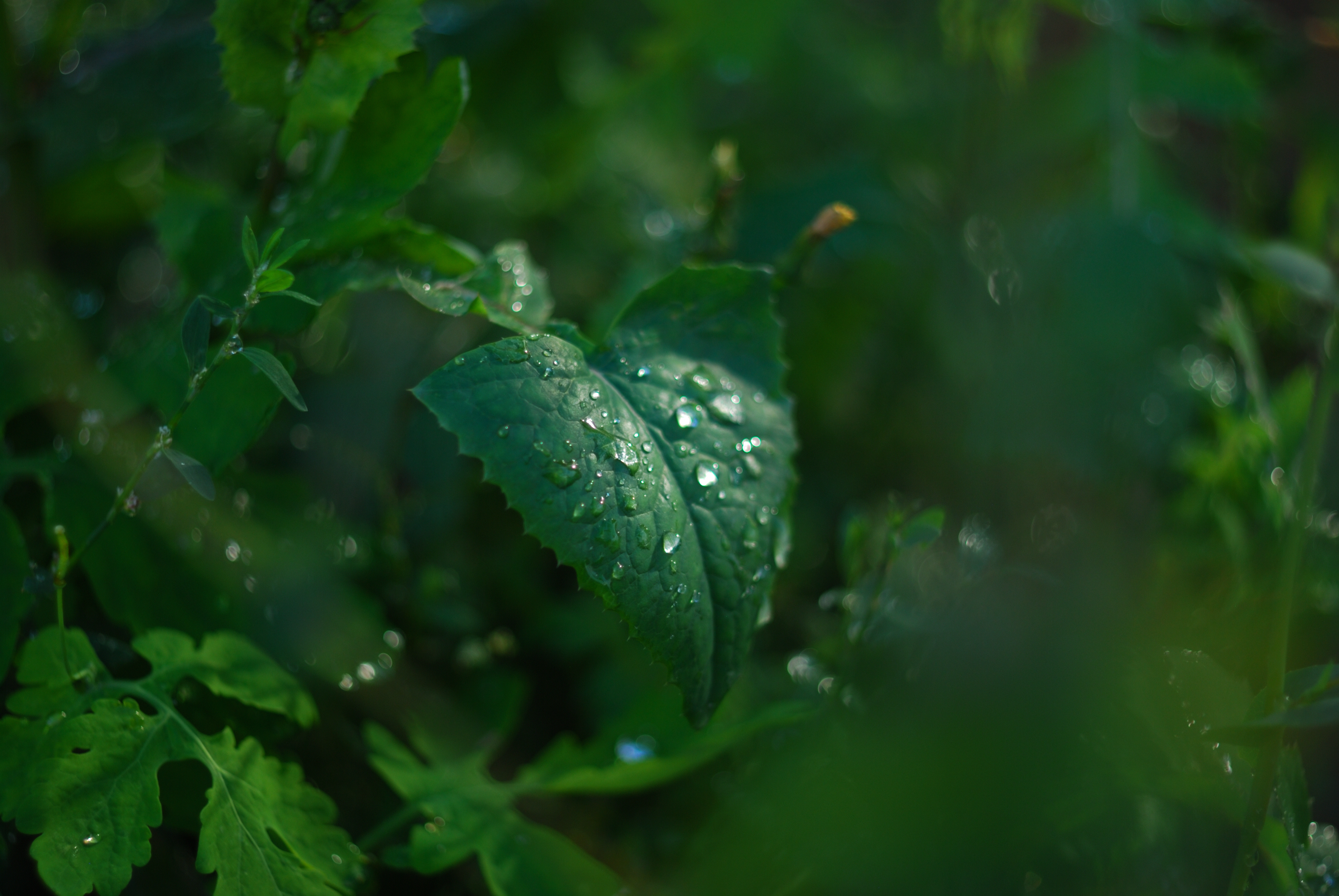 DSC_2590.JPG