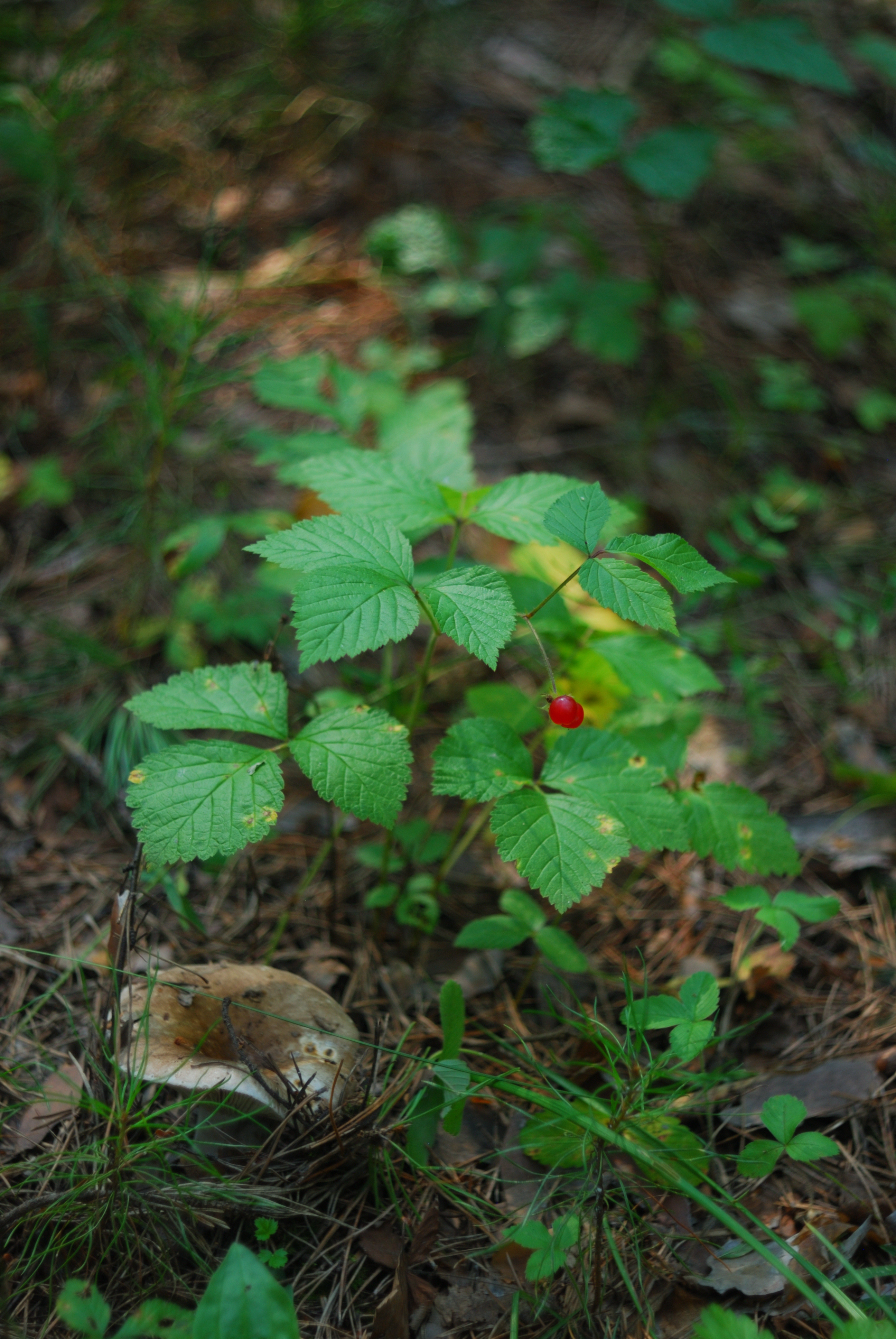 DSC_2076.JPG