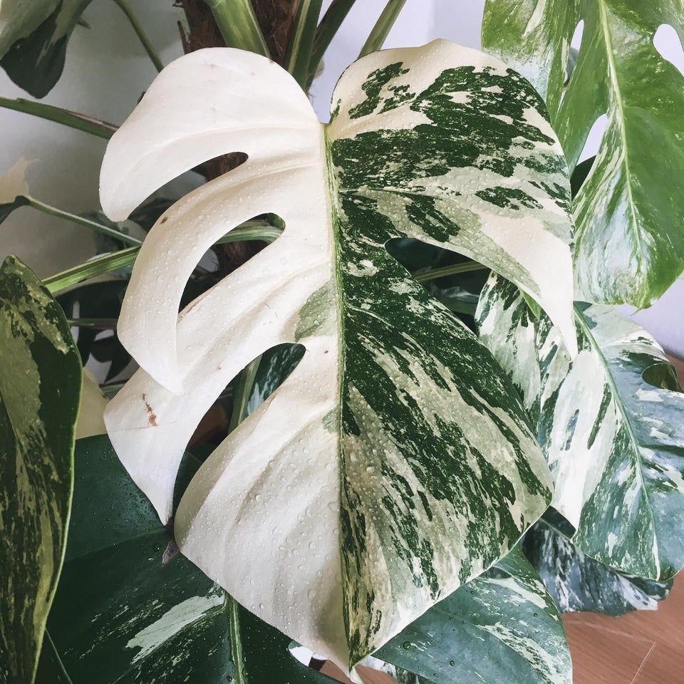 11. Монстера Deliciosa Variegata р9 11. Монстера Deliciosa Variegata р9