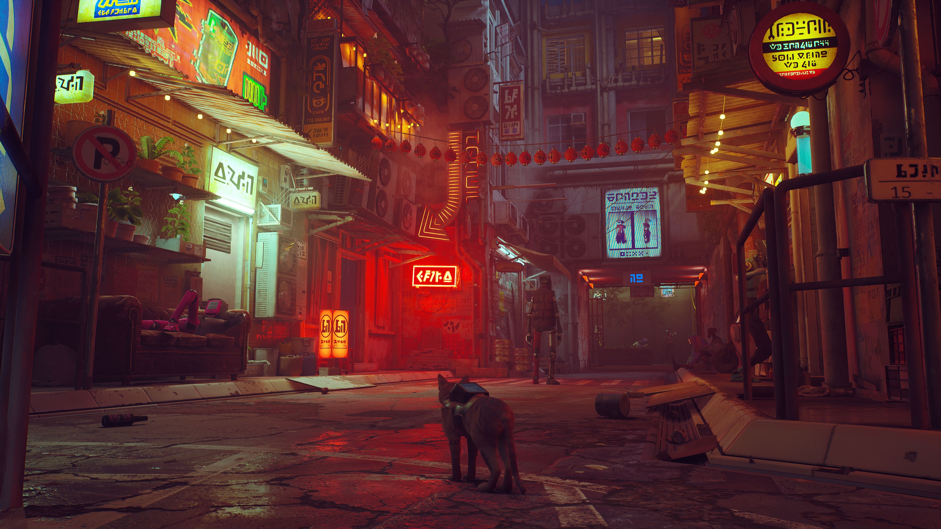 stray-4.jpg