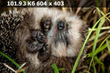 https://i8.imageban.ru/thumbs/2025.05.12/a1192d9e7b50ef3dc07ba879e7d12eda.webp
